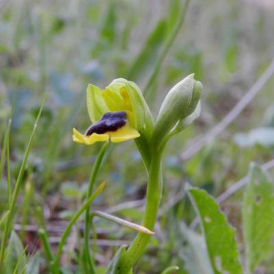 Ophrys lutea, ophrys jaune