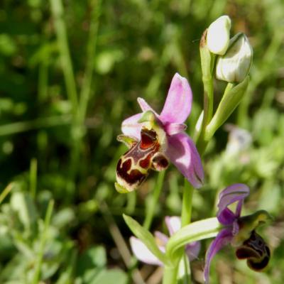 Ophrys scolopax, ophrys bécasse
