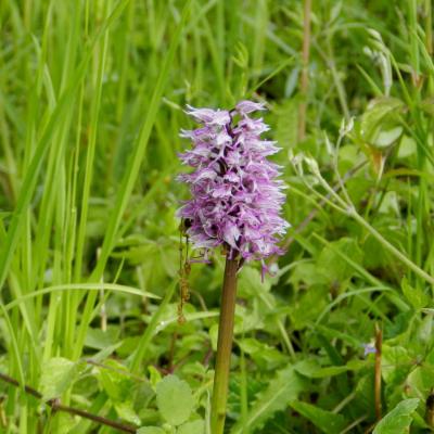 Orchis simia, orchis singe