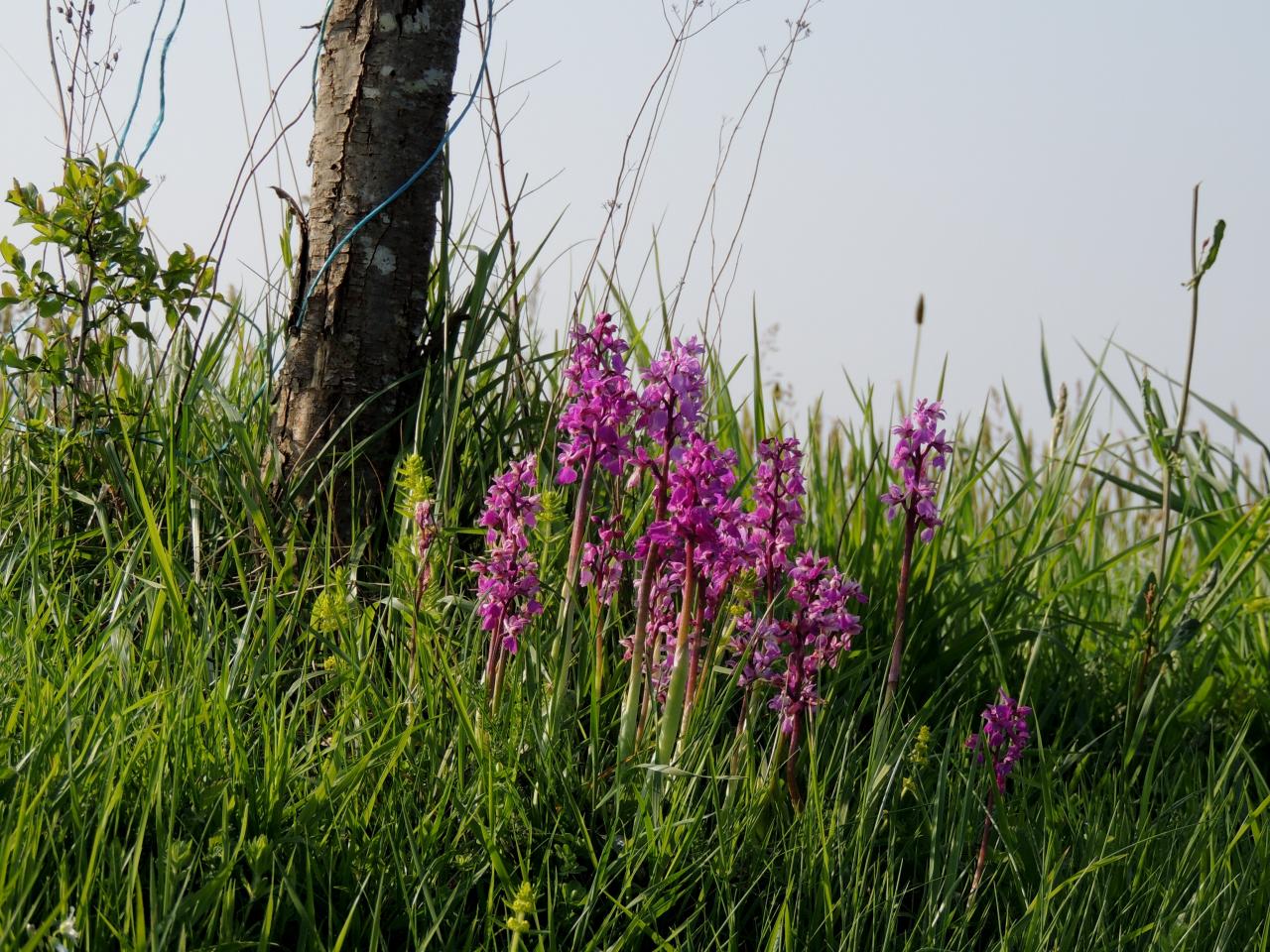 Anacamptis palustris, orchis des marais