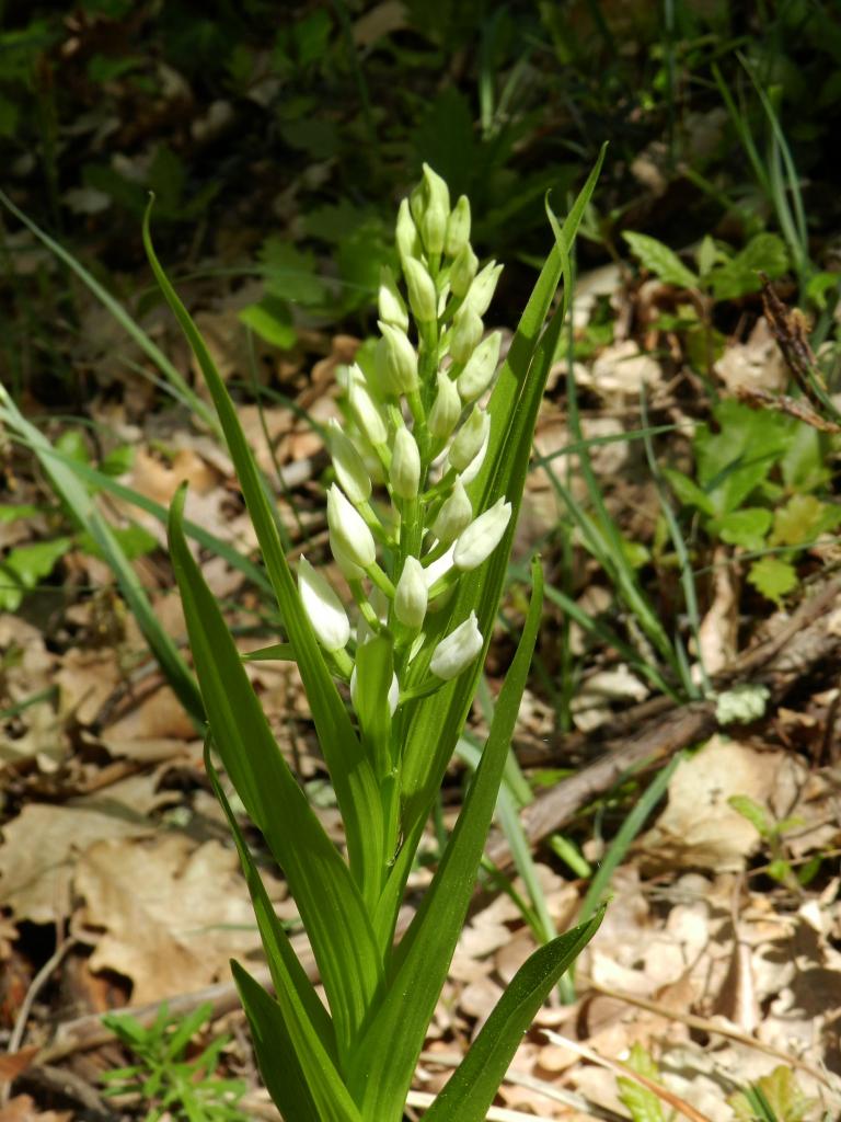 Cephalenthera longifolia