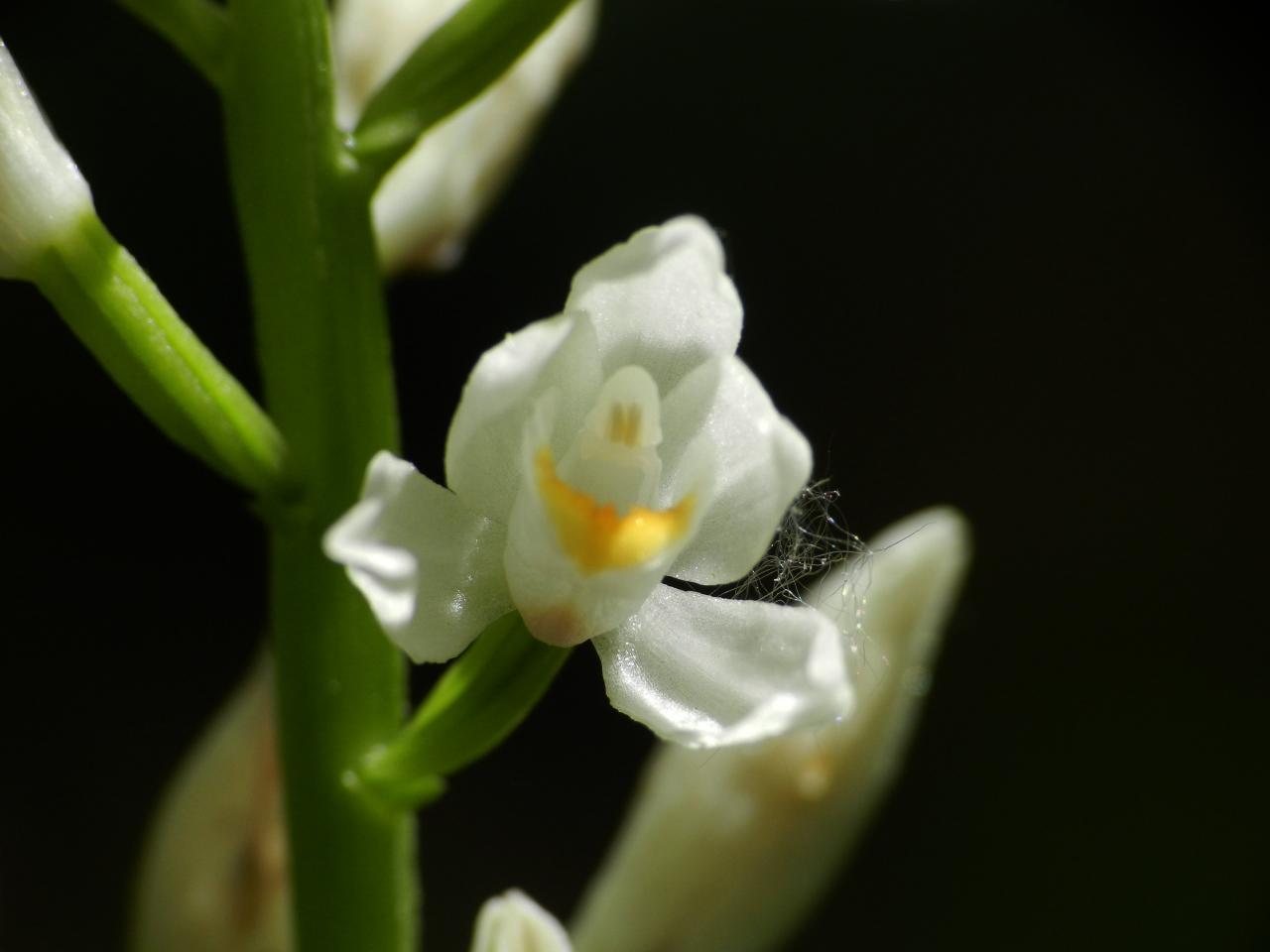 Cephalenthera longifolia