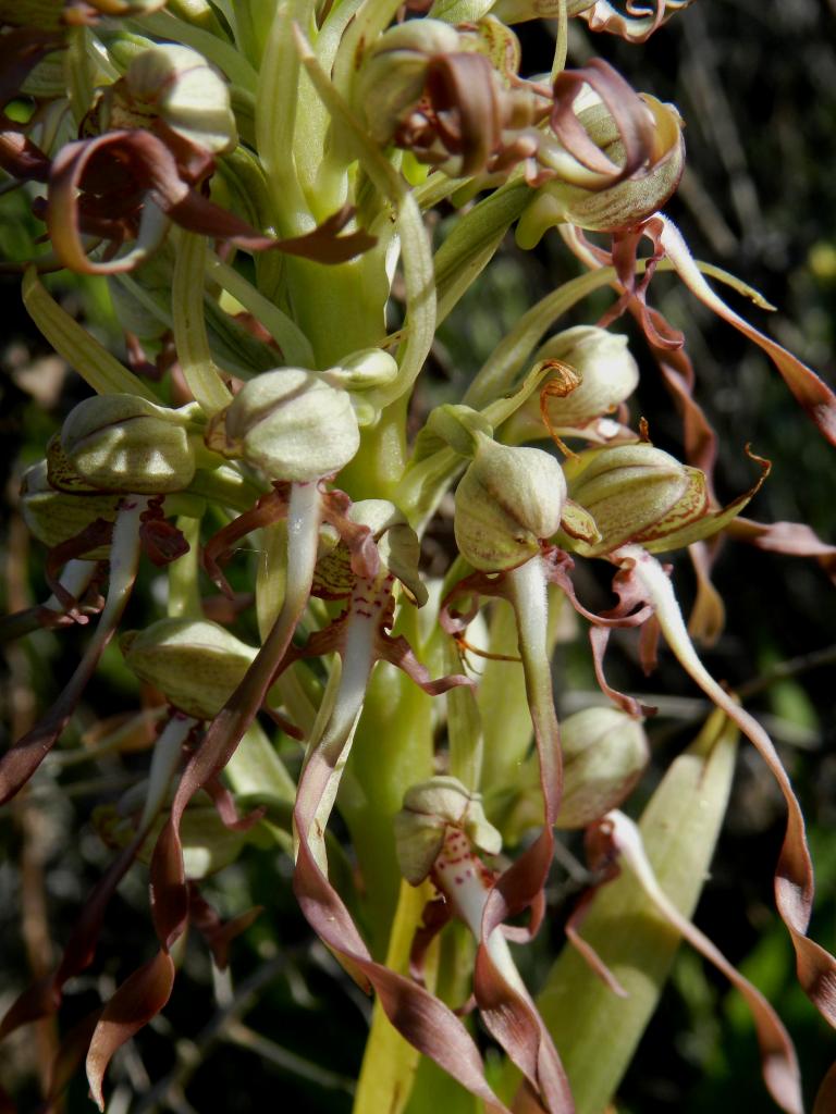 Himantoglossum hircinum à Malras 11 (le 18 mai 2014)