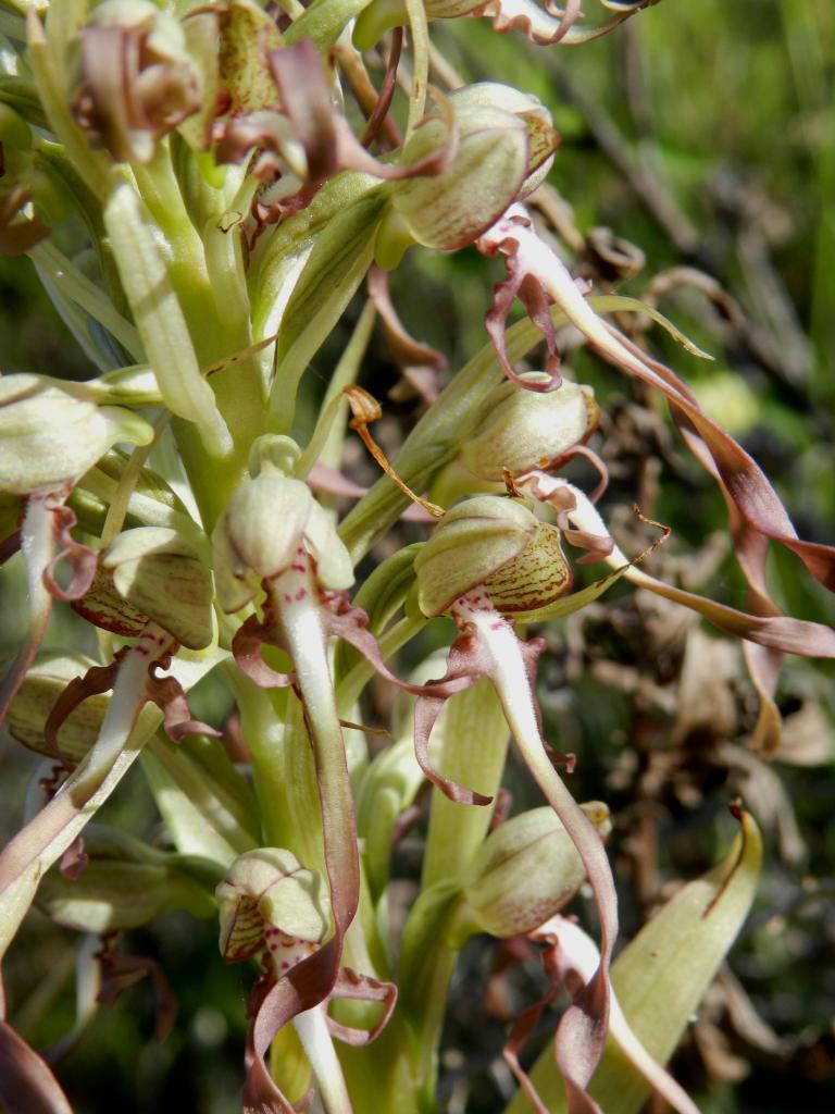 Himantoglossum hircinum à Malras 11 (le 18 mai 2014)