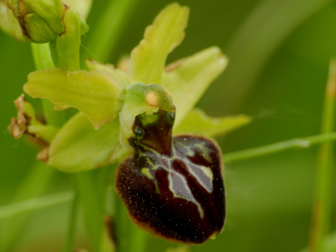 Ophrys archnitiformis photographié le 10 mai 2014 (Malras)