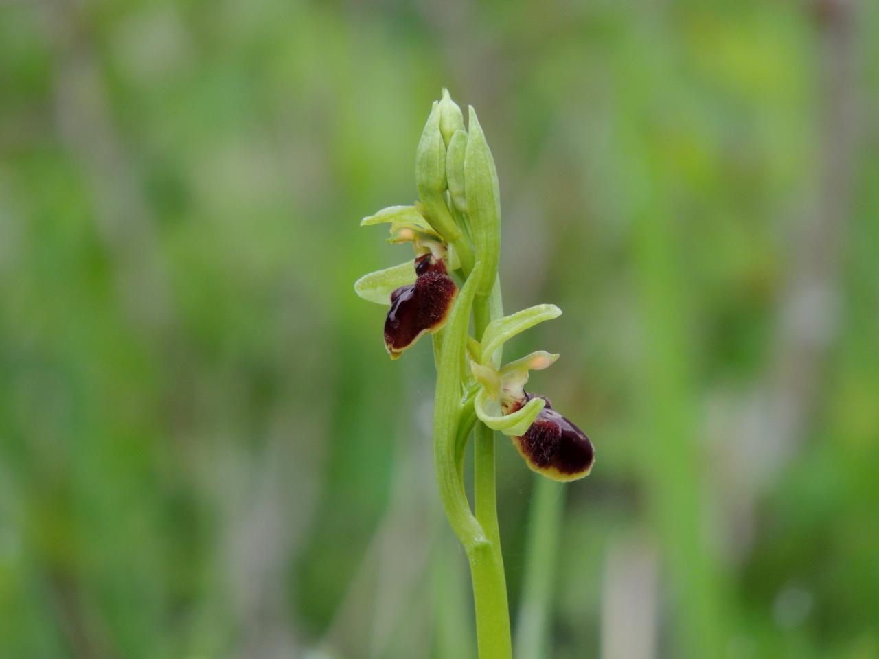 Ophrys araneola, ophrys litigieux