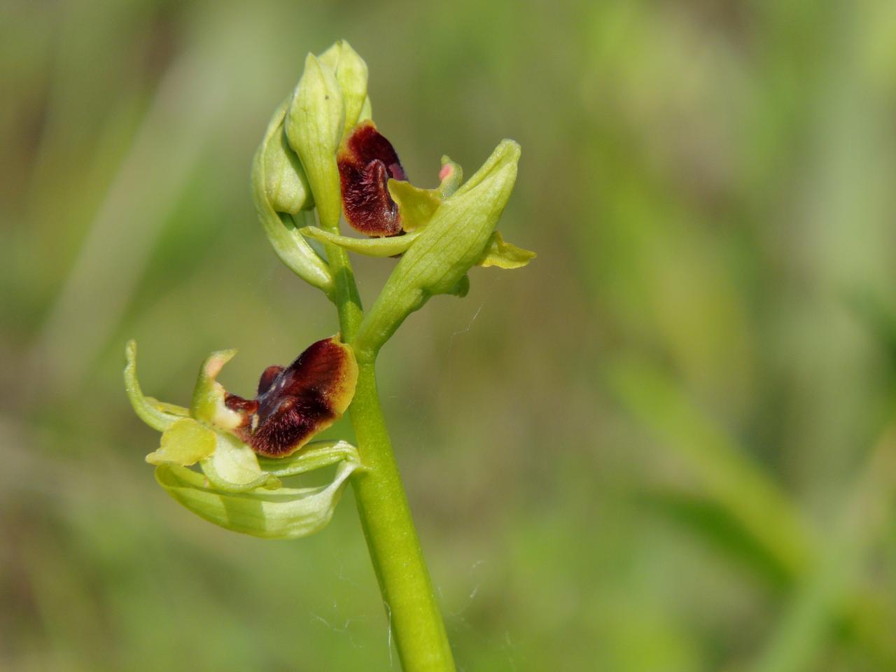 Ophrys araneola, ophrys litigieux