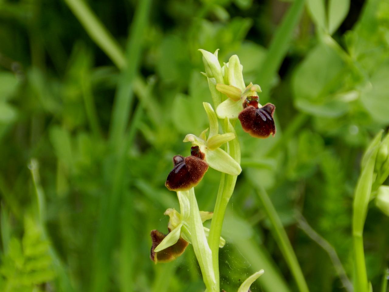 Ophrys incubacea, ophrys noir