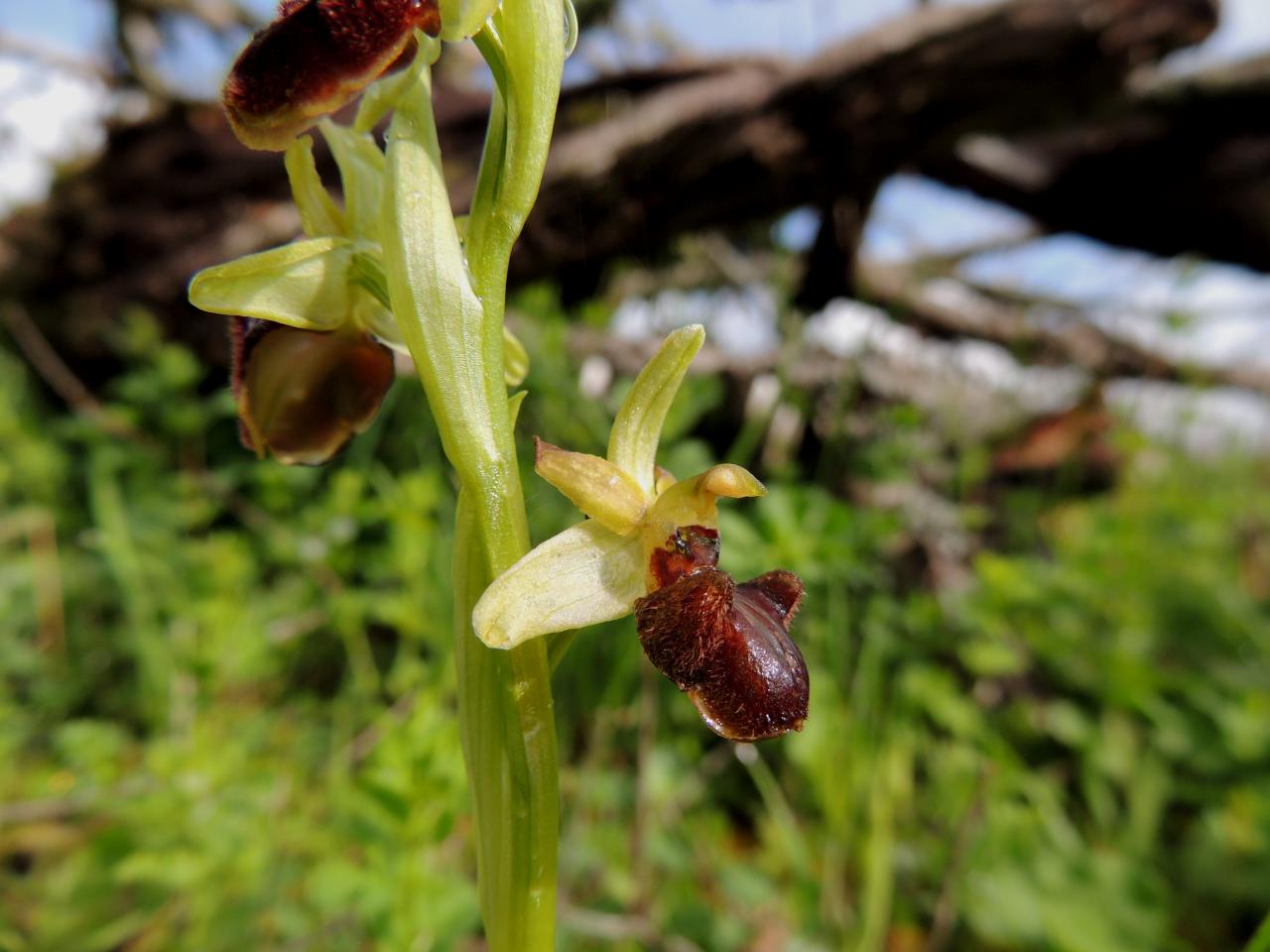 Ophrys incubacea, ophrys noir