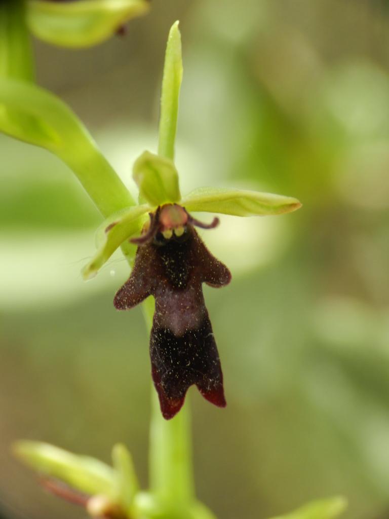 ophrys insectifera