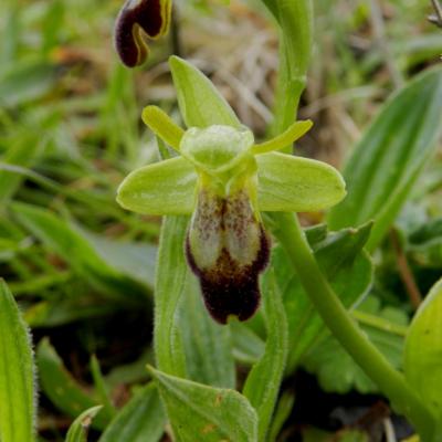 Ophrys lupercalis, ophrys brun