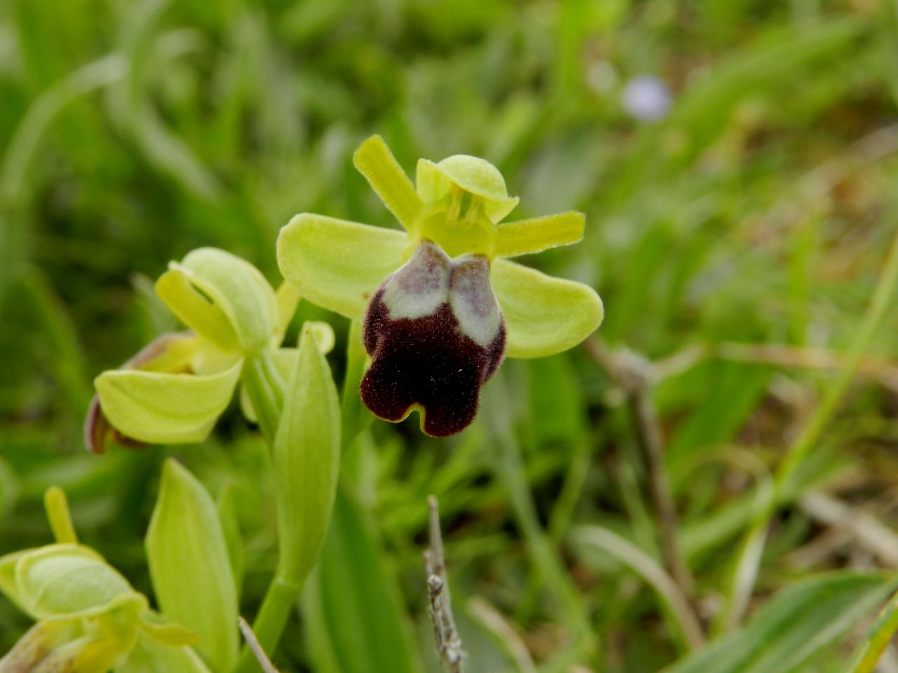 Ophrys lupercalis, ophrys brun (Malras 11)