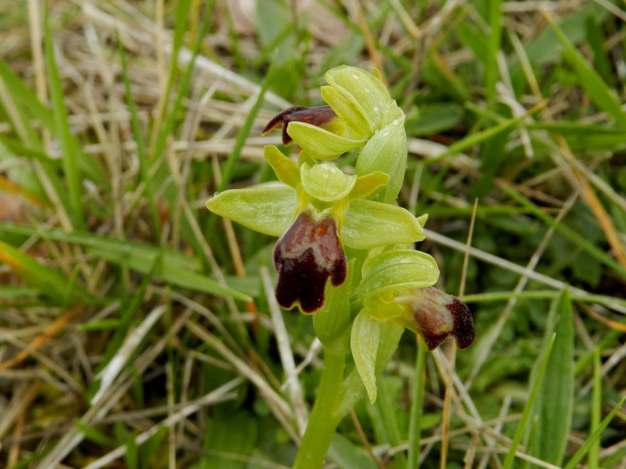 Ophrys lupercalis, ophrys brun (Malras 11)