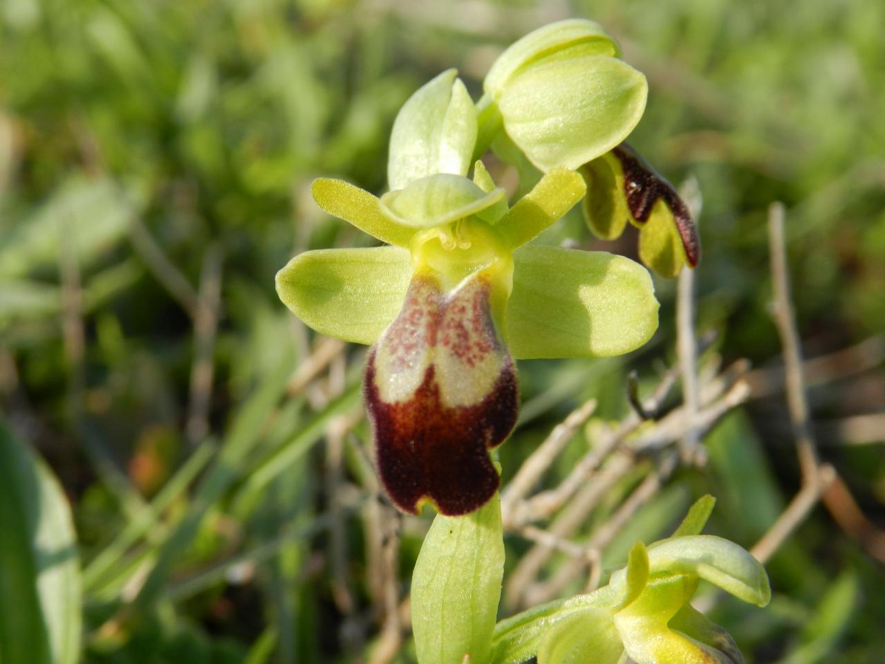 Ophrys lupercalis, ophrys brun (Malras 11)