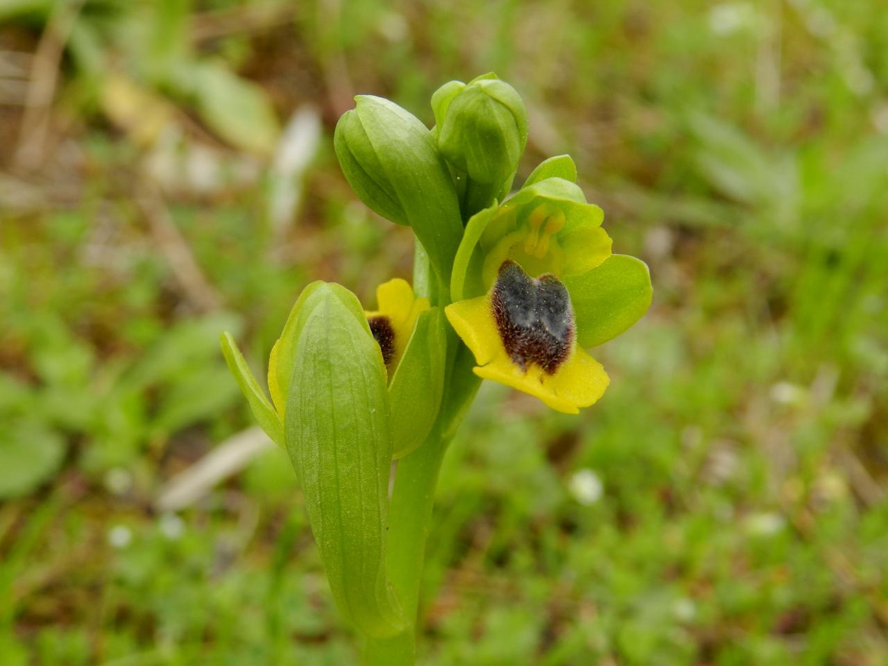 Ophrys lutea, Ophrys jaune (Malras 11)