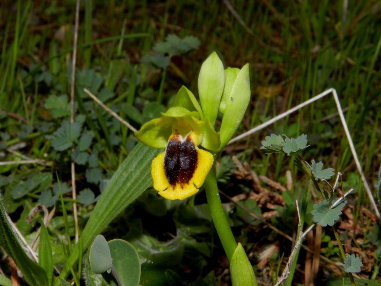 Ophrys lutea, Ophrys jaune (Malras 11)