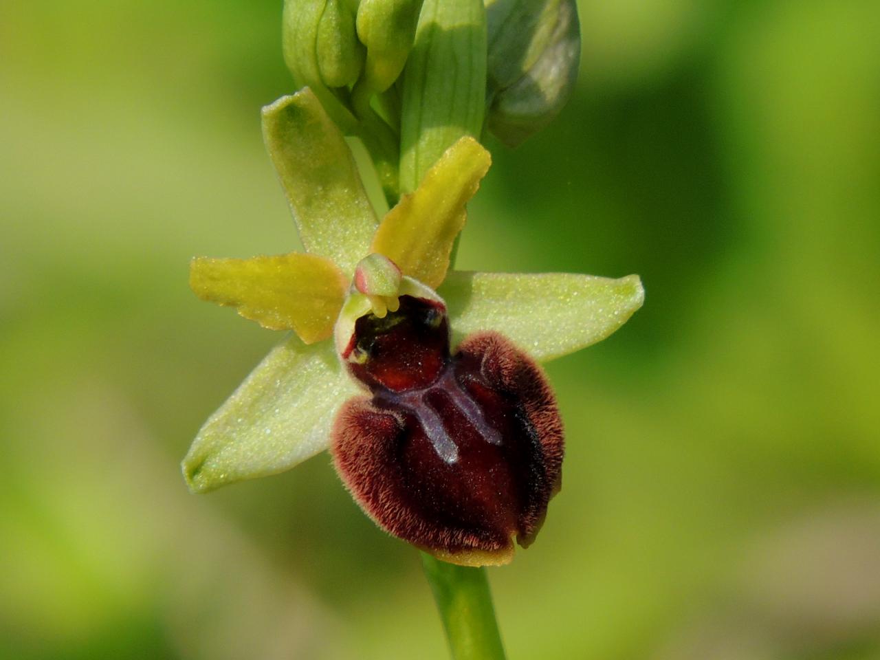 Ophrys passionis, ophrys de la passion