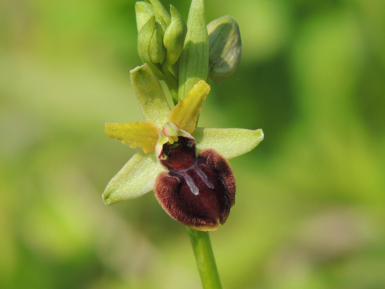 Ophrys passionis, ophrys de la passion