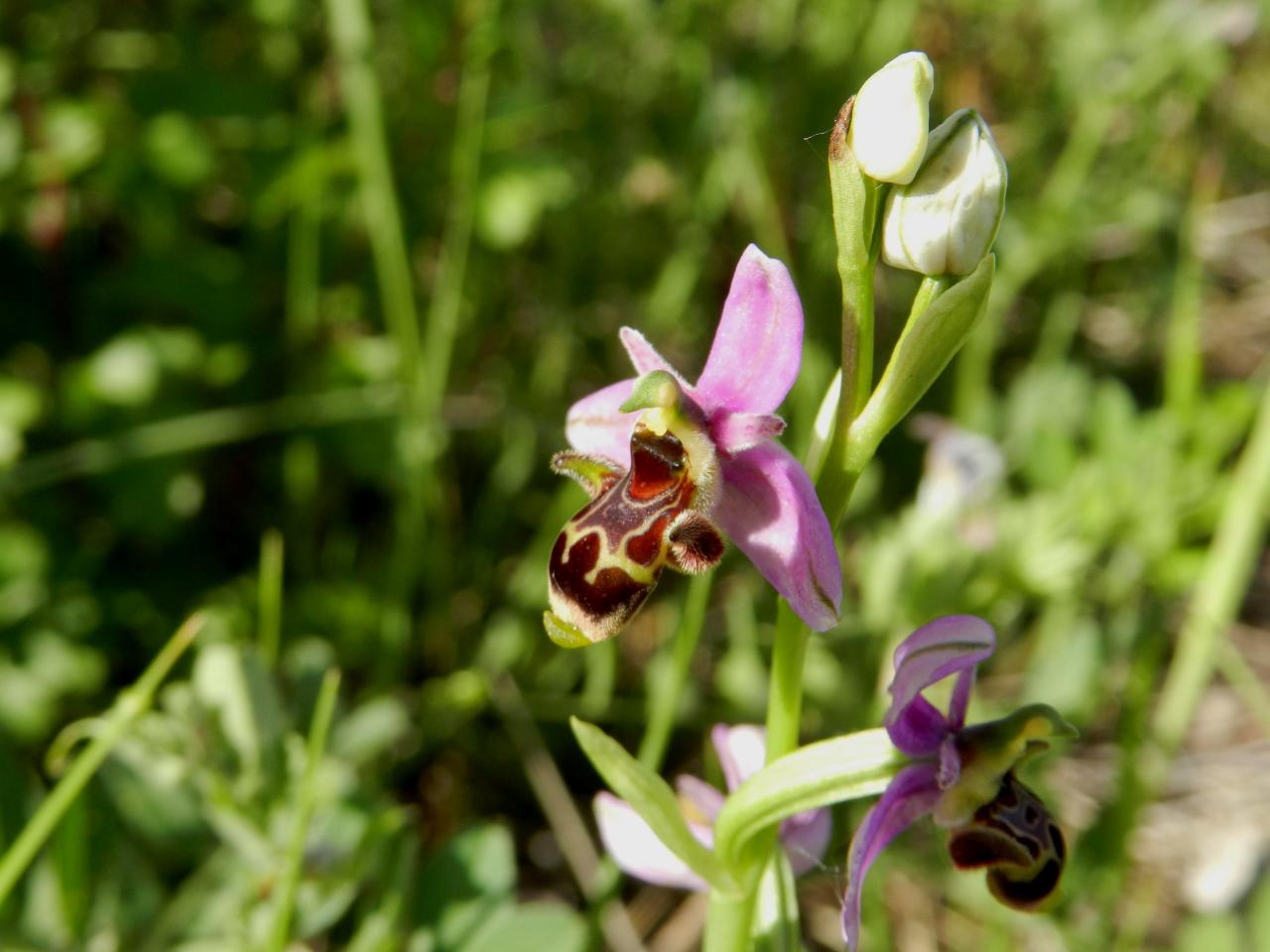 Ophrys scolopax à Magrie 11  (le 14 mai 2014)