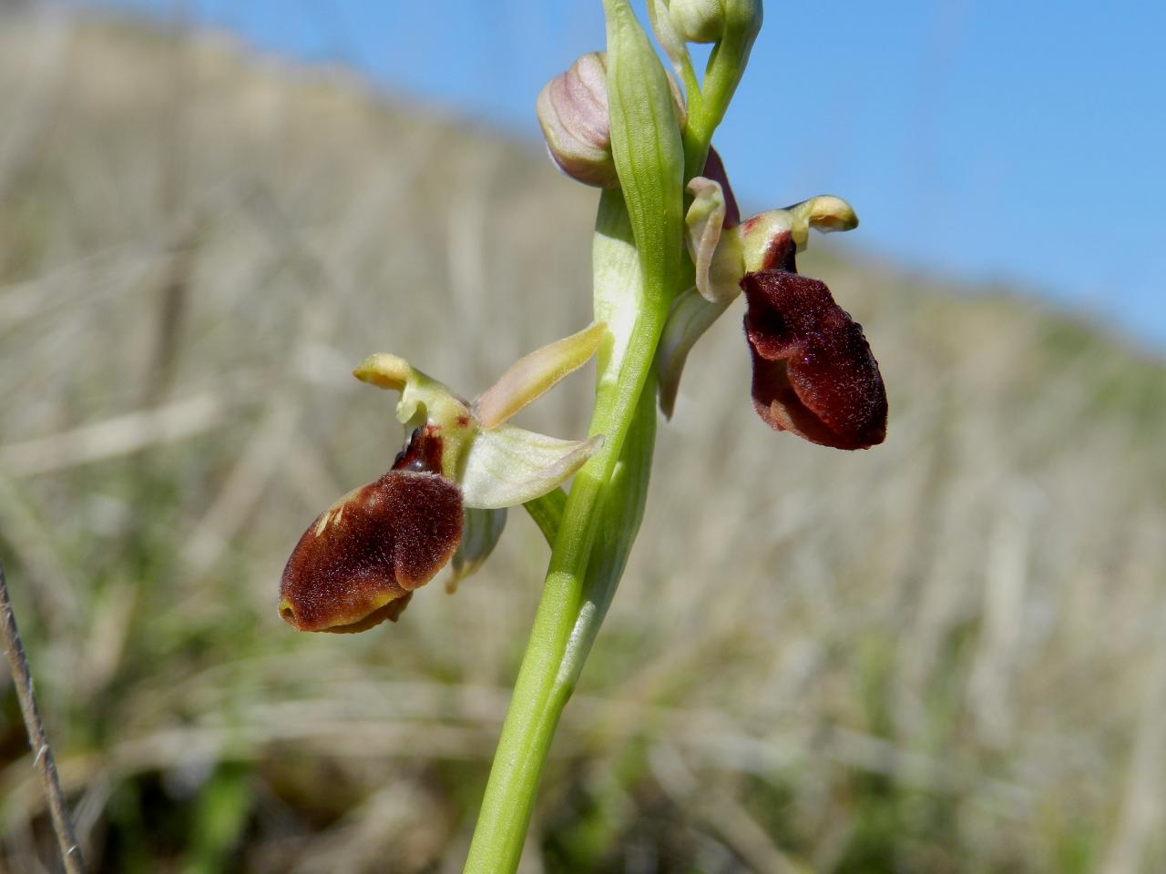Ophrys virescens, Ophrys virescent (Malras 11)