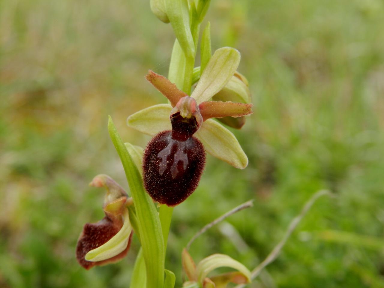 Ophrys virescens, Ophrys virescent (Malras 11)