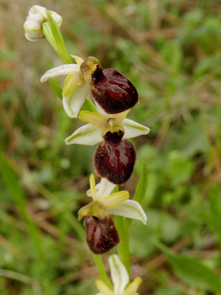 Ophrys virescens, Ophrys virescent (Malras 11)