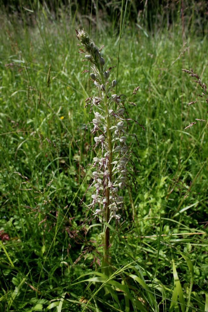 Himantoglossum hircinum, orchis bouc