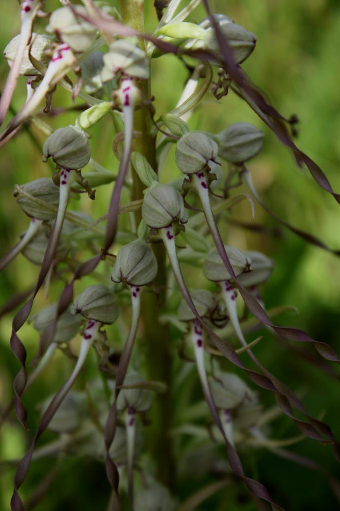 Himantoglossum hircinum, orchis bouc