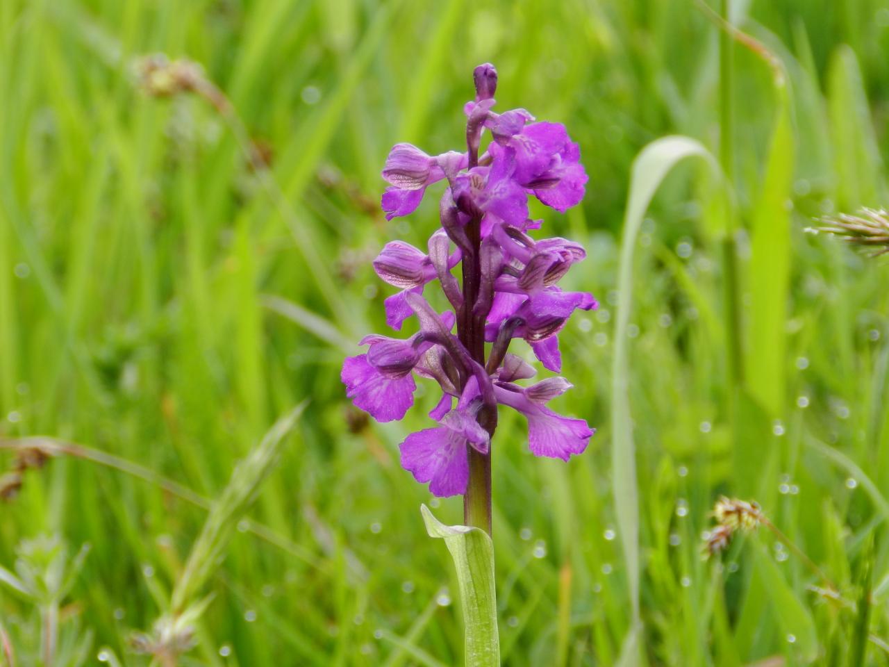 Anacamptis morio, orchis bouffon