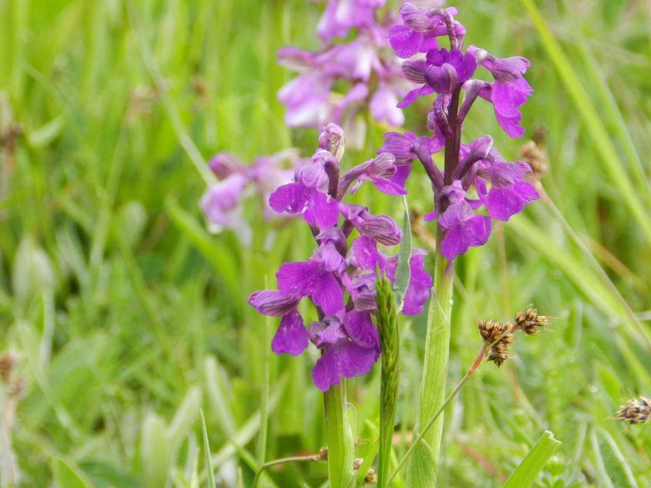 Anacamptis morio, orchis bouffon