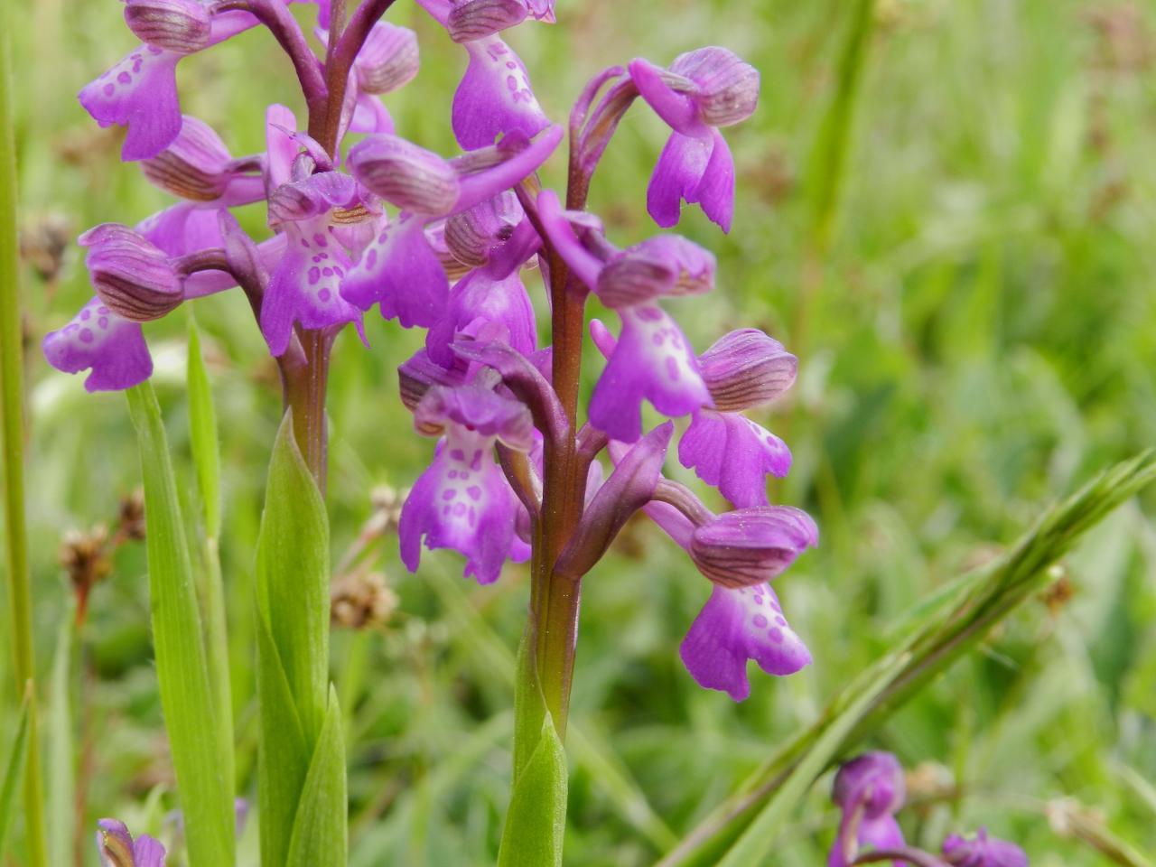 Anacamptis morio, orchis bouffon