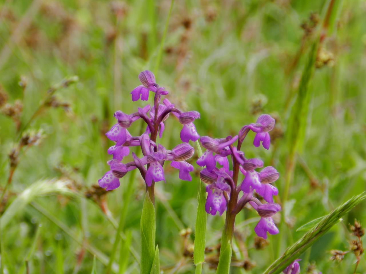 Anacamptis morio, orchis bouffon