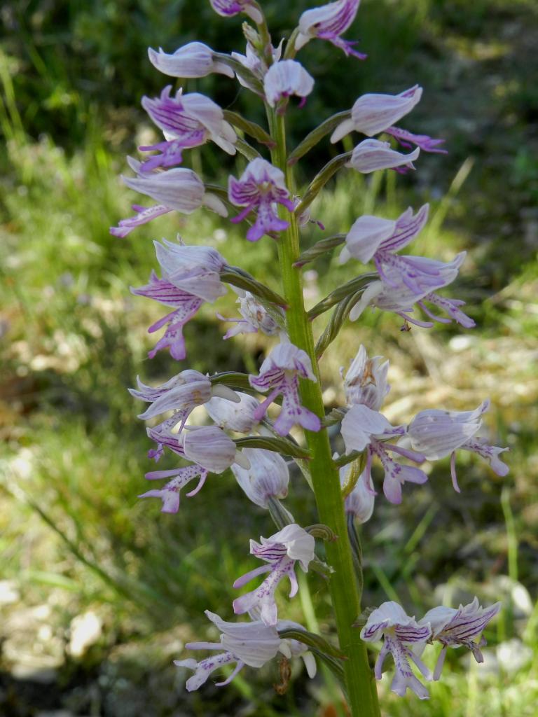 Orchis militaris, orchis guerrier (Malras 11)