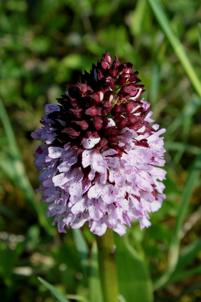 Orchis purpurea, orchis pourpre
