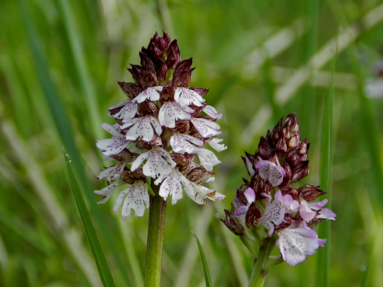 Orchis purpurea, orchis pourpre