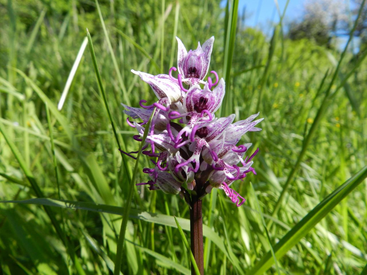Orchis simia, orchis singe